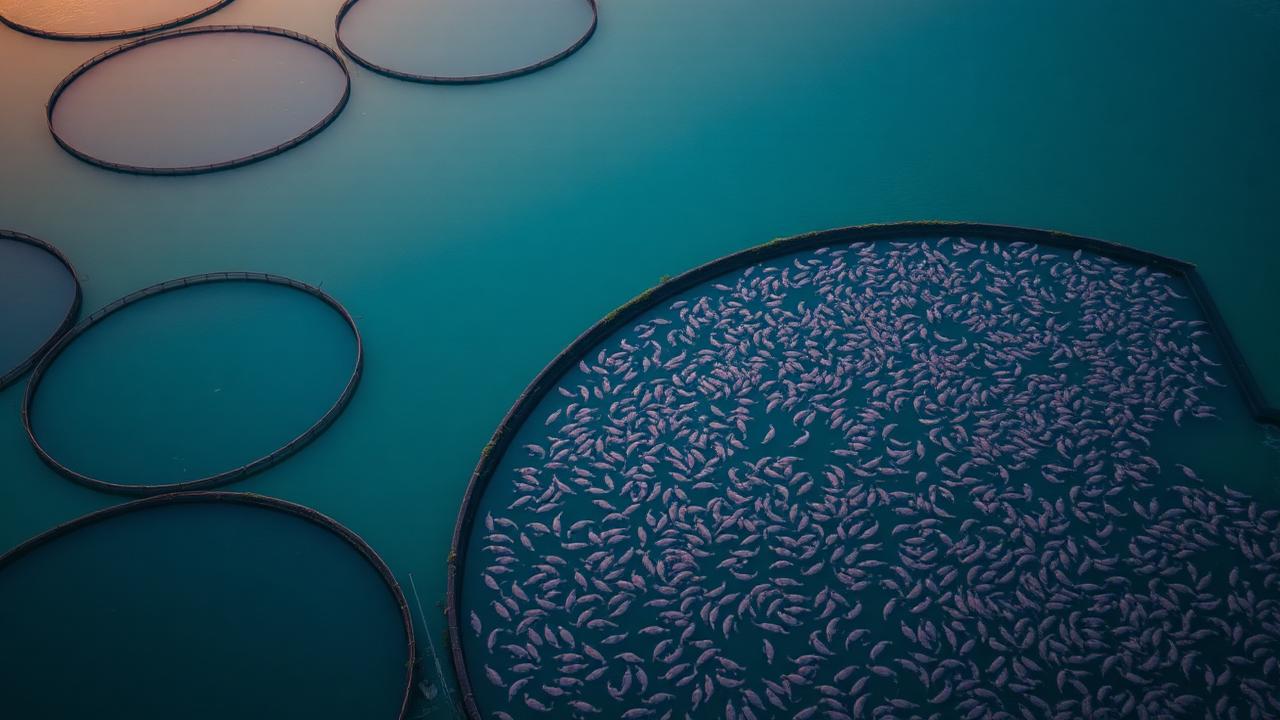 Acuacultura sostenible: levadura de cerveza como alternativa proteica para peces y camarones