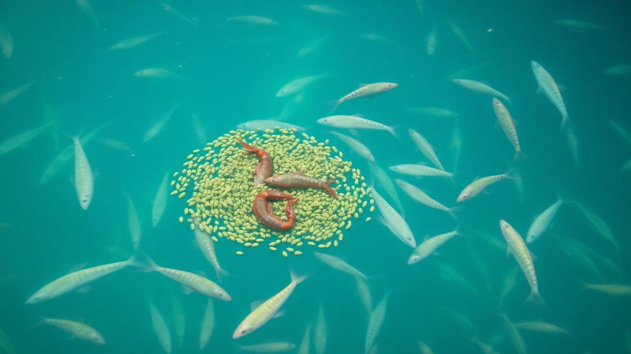 Alternativas a la harina de pescado: el papel de la levadura en la acuacultura moderna